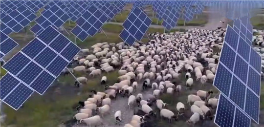 中國發(fā)電遇“世界難題”，居然被幾千只羊解決了!華全整理