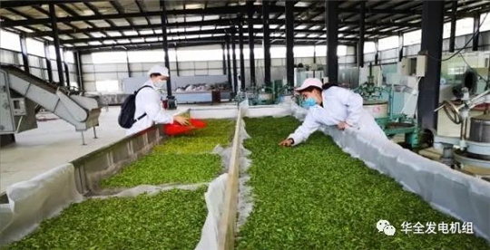 用電炒茶！華全800kw集裝箱發(fā)電機(jī)組發(fā)往大山深處